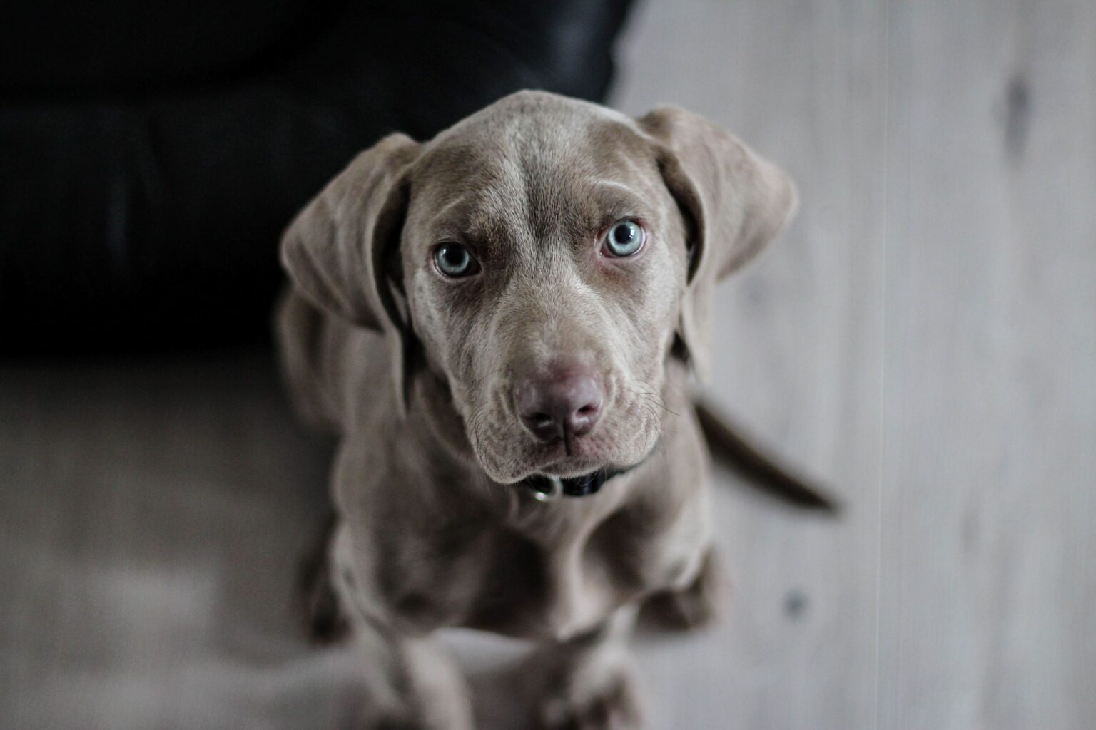 hunde-til-salg-find-din-firbenet-bedste-ven-lige-her